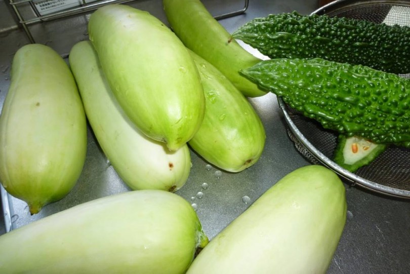 Kedai Shirouri japán sárgadinnye - Egzotikus sárgadinnyék az Egzotikus Növények Stúdiójától